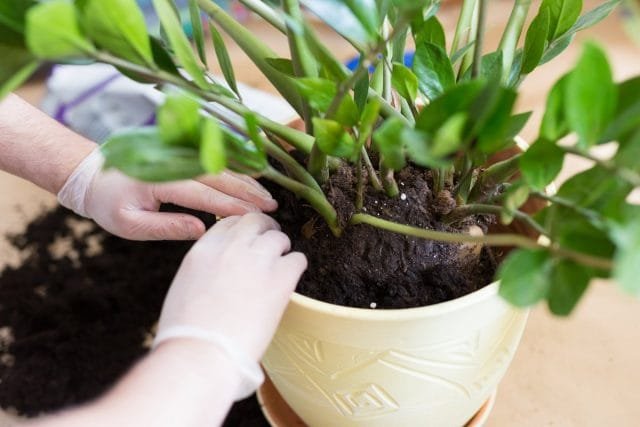 10 regels voor het verbouwen van zamioculcas thuis. Voorwaarden en zorg. Foto