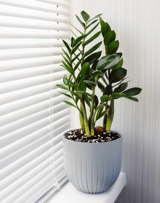 10 regels voor het verbouwen van zamioculcas thuis. Voorwaarden en zorg. Foto