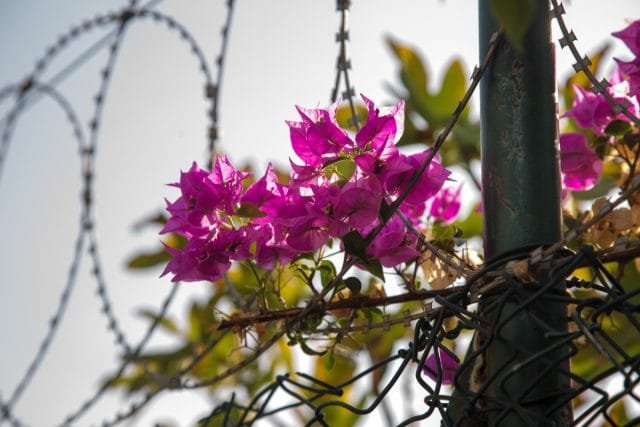 10 planten waarvoor u naar de gevangenis gaat, en hun wetgeving analogen. Foto