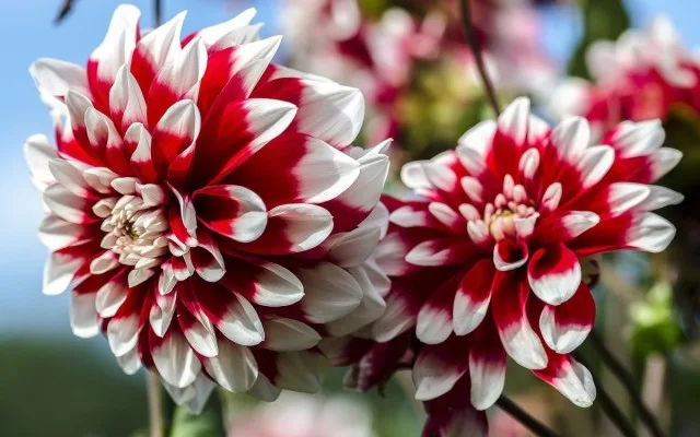 10 helderste herfstkleuren. Beschrijving. Zorg. Foto – pagina 11 van 11, Kaleyard 10 helderste herfstkleuren. Beschrijving. Zorg. Foto - pagina 11 van 11