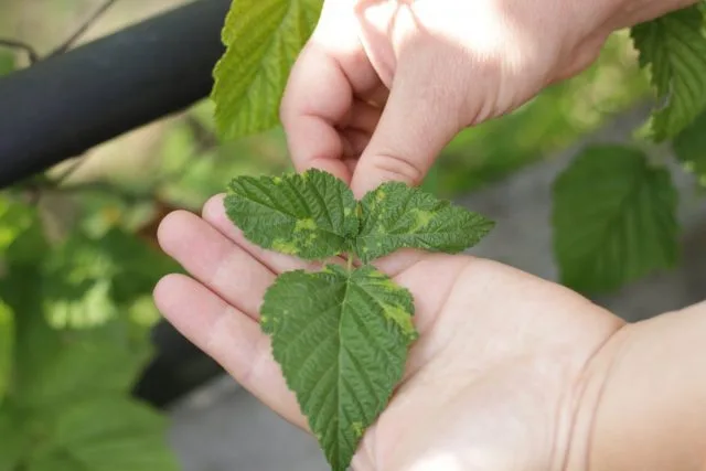 10 van de meest voorkomende frambozenziekten en methoden om ze te bestrijden. Beschrijving, foto, Kaleyard 10 van de meest voorkomende frambozenziekten en methoden om ze te bestrijden. Beschrijving, foto