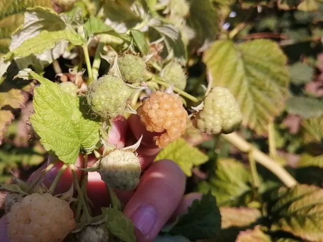 10 van de meest voorkomende frambozenziekten en methoden om ze te bestrijden. Beschrijving, foto, Kaleyard 10 van de meest voorkomende frambozenziekten en methoden om ze te bestrijden. Beschrijving, foto