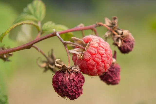 10 van de meest voorkomende frambozenziekten en methoden om ze te bestrijden. Beschrijving, foto, Kaleyard 10 van de meest voorkomende frambozenziekten en methoden om ze te bestrijden. Beschrijving, foto