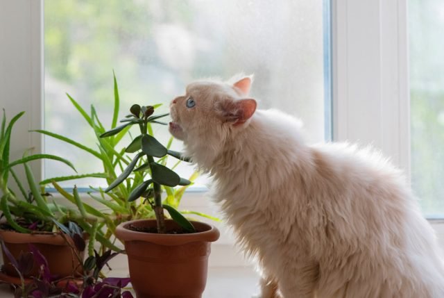 12 binnenplanten zijn veilig voor dieren. Foto