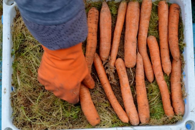 12 Natuurlijke manieren om groenten en fruit te behouden voor een nieuwe oogst. Foto