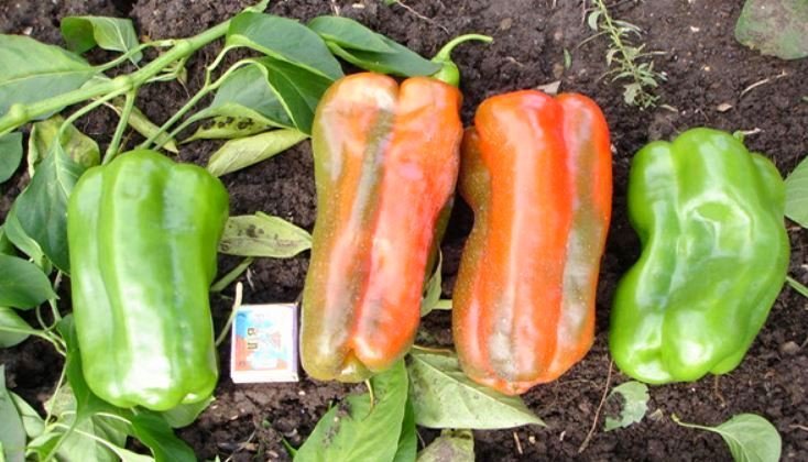 12 van de meest heerlijke variëteiten en hybriden van zoete peper die ik ben gegroeid. Beschrijving. Foto
