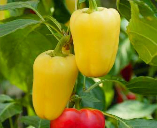 12 van de meest heerlijke variëteiten en hybriden van zoete peper die ik ben gegroeid. Beschrijving. Foto