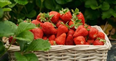 12 Zoete aardbeien - Welke te kiezen voor uw tuin? Foto