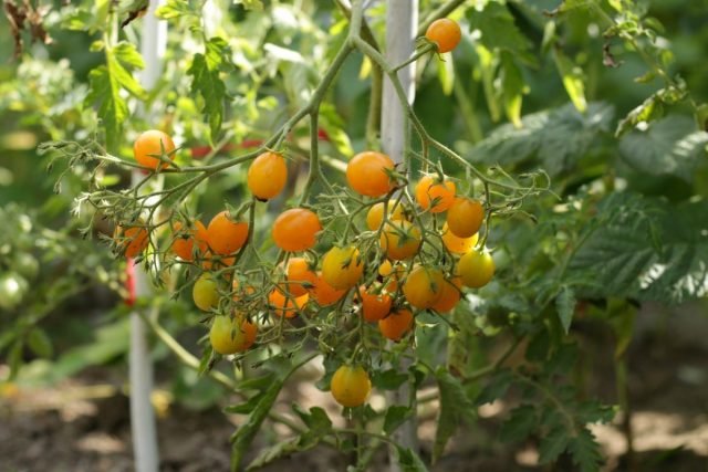 12 soorten tomaten die vorig jaar door mij zijn getest. Persoonlijke ervaring. Foto