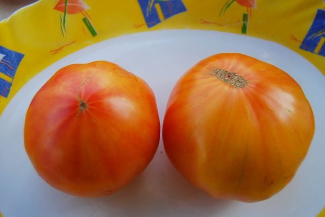12 soorten tomaten die vorig jaar door mij zijn getest. Persoonlijke ervaring. Foto