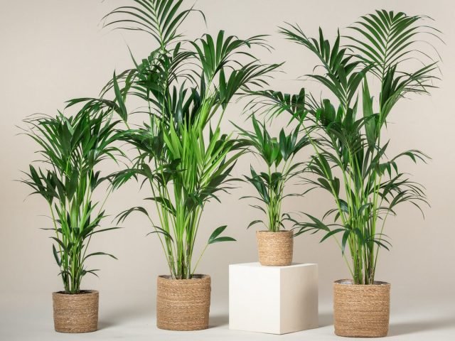 12 schaduw -smedende planten die zeker uw appartement zullen versieren. Foto