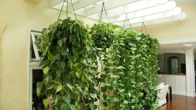 12 schaduw -smedende planten die zeker uw appartement zullen versieren. Foto