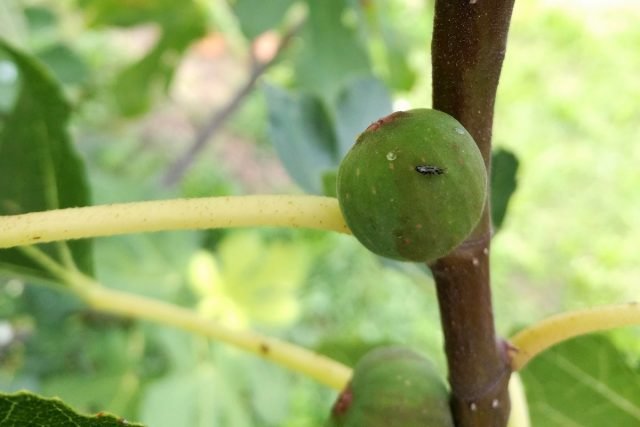 13 Feiten over het pollen van planten die u zullen verrassen. Foto