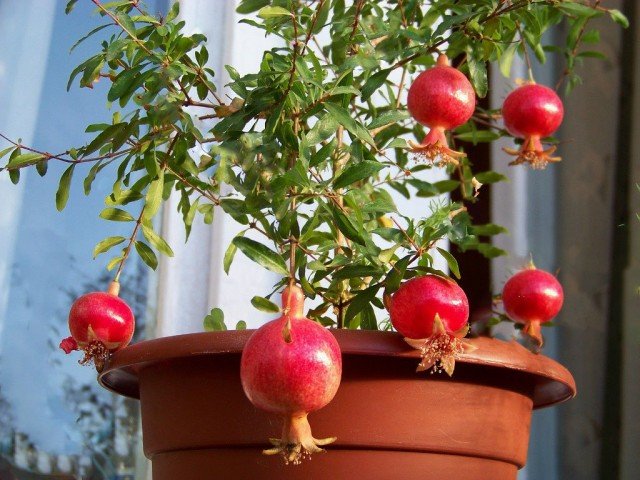 13 binnenplanten die thuis gemakkelijk te groeien zijn uit zaden thuis. Foto