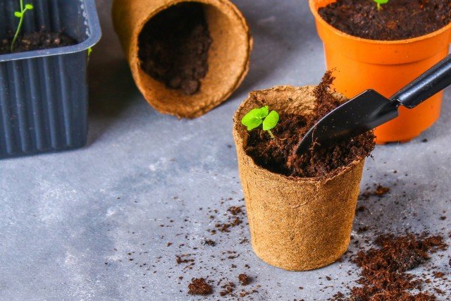 13 binnenplanten die thuis gemakkelijk te groeien zijn uit zaden thuis. Foto