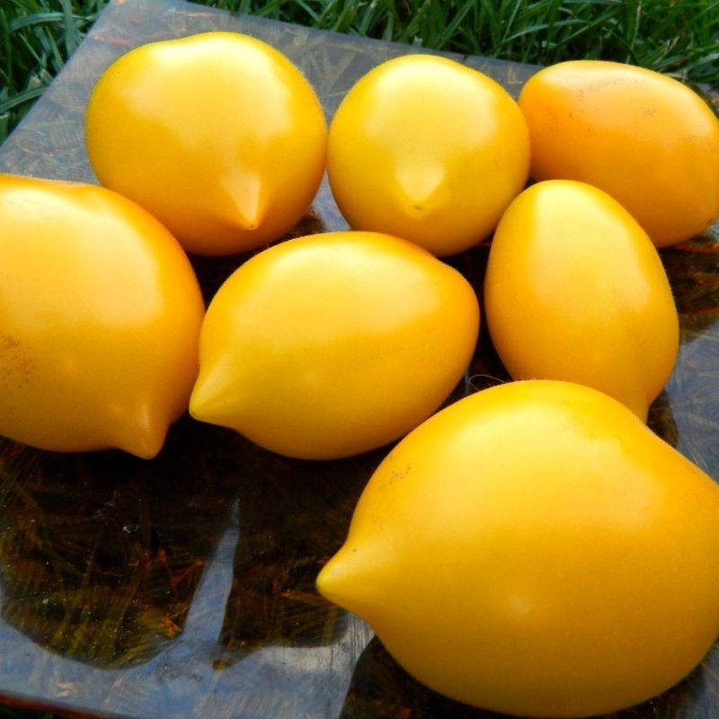 13 bewezen variëteiten van tomaten die ik aanbeveel te planten. Beschrijving en foto