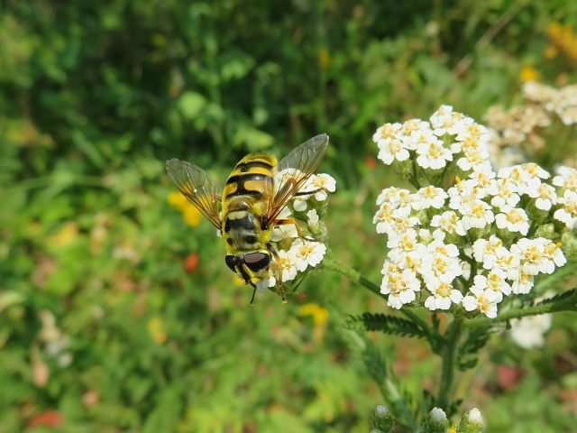 14 van de meest bruikbare insecten van uw tuin. Beschrijving en foto