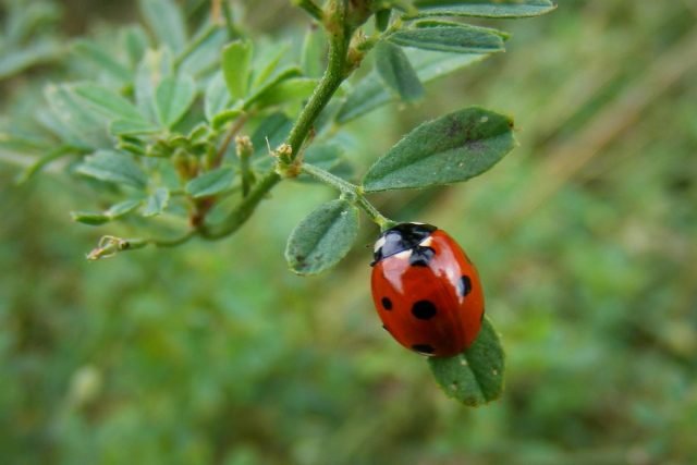 14 van de meest bruikbare insecten van uw tuin. Beschrijving en foto