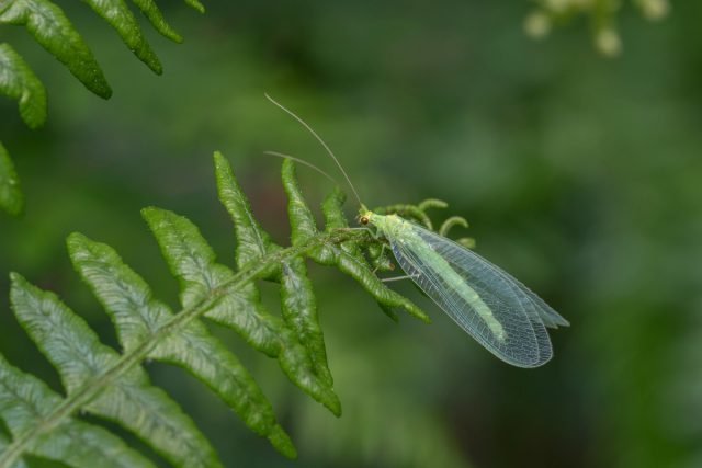 14 van de meest bruikbare insecten van uw tuin. Beschrijving en foto