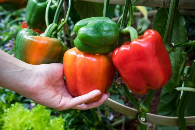 14 Soorten Bulgaarse peper - Selecteer zaden in het voorjaar. Foto