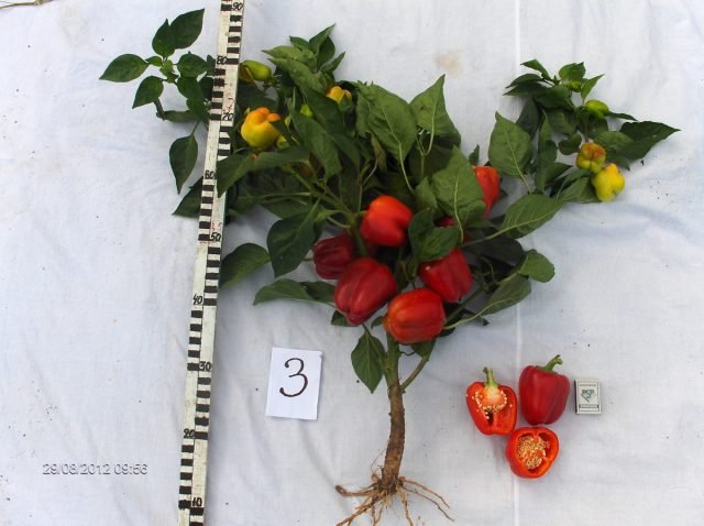 14 Soorten Bulgaarse peper - Selecteer zaden in het voorjaar. Foto