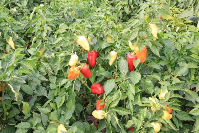 14 Soorten Bulgaarse peper - Selecteer zaden in het voorjaar. Foto