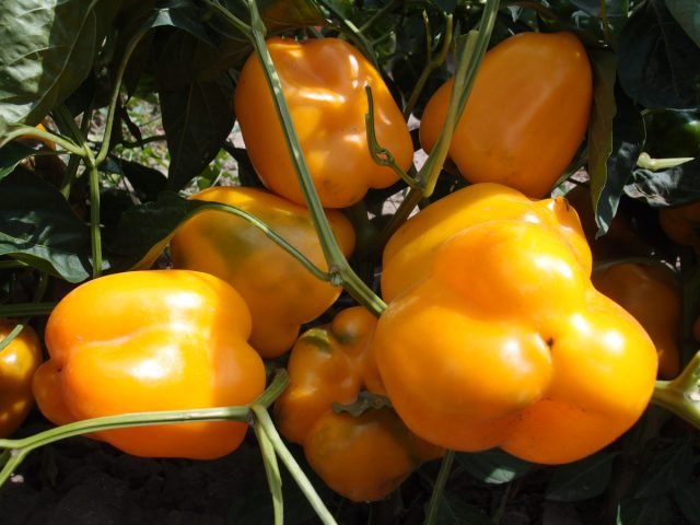 14 Soorten Bulgaarse peper - Selecteer zaden in het voorjaar. Foto