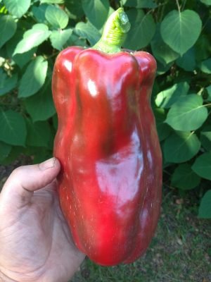 14 Soorten Bulgaarse peper - Selecteer zaden in het voorjaar. Foto