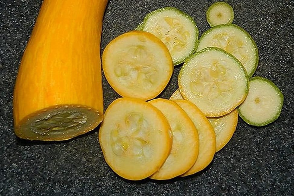 5 ongewone courgette die ik vorig seizoen heb opgevoed. Beschrijving van variëteiten en foto's