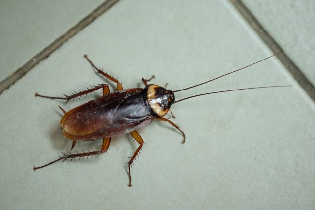 15 Feiten over kakkerlakken die u niet wilt geloven. Foto