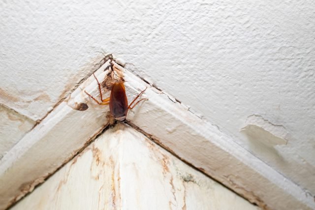 15 Feiten over kakkerlakken die u niet wilt geloven. Foto