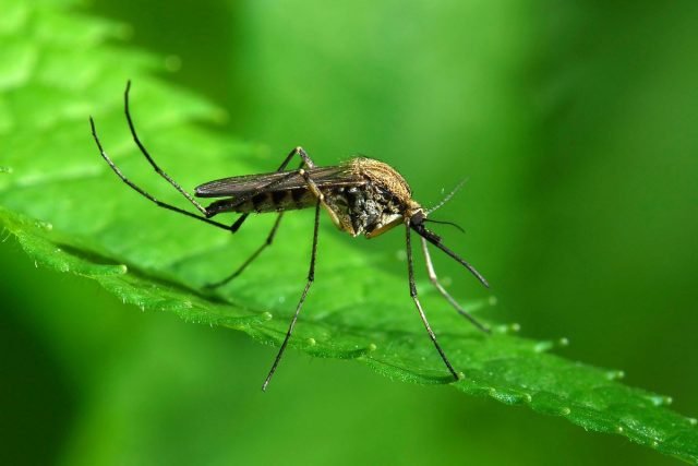 15 Interessante feiten over muggen die je zullen verrassen. Waarom bijten ze ons? Foto