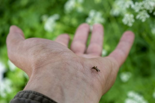 15 Interessante feiten over muggen die je zullen verrassen. Waarom bijten ze ons? Foto