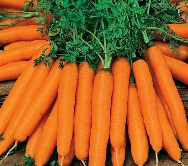 15 Beste soorten wortelen voor nieuw gebruik en opslag. Beschrijving, foto