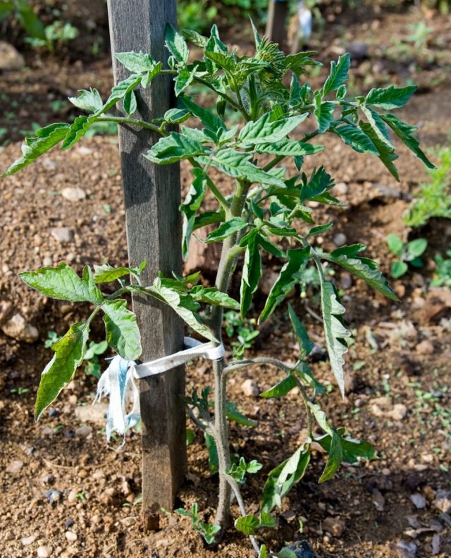 15 geheimen van groeiende tomaten op open grond. Water, mulch, topdressing. Foto