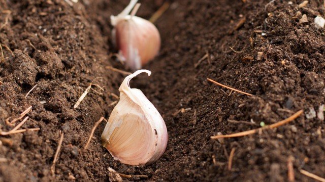 15 Ernstige fouten die niet kunnen worden gemaakt in de herfst in de tuin. Foto