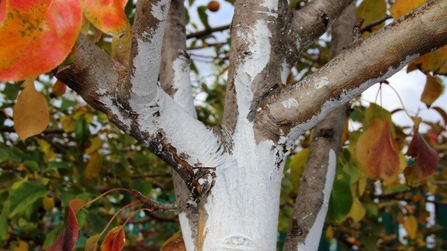 15 Ernstige fouten die niet kunnen worden gemaakt in de herfst in de tuin. Foto