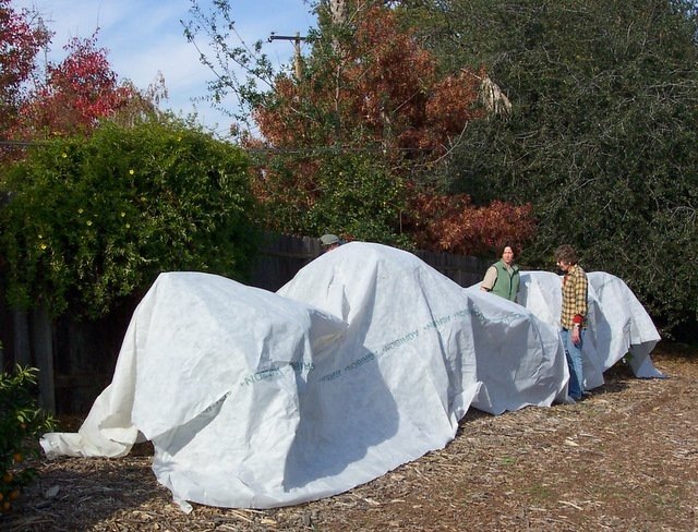 15 Ernstige fouten die niet kunnen worden gemaakt in de herfst in de tuin. Foto