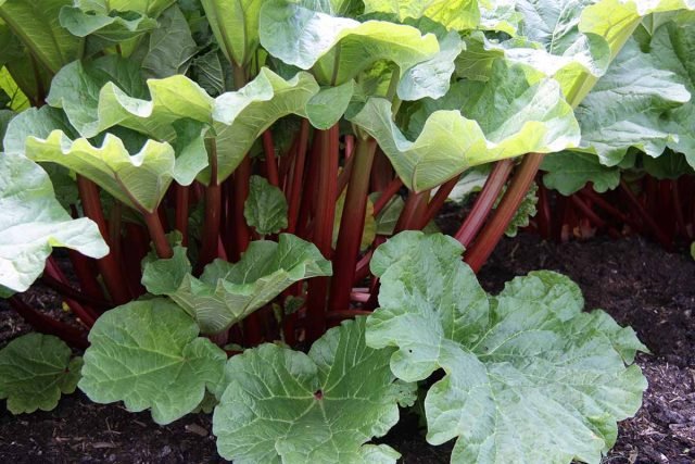 16 beste groenten voor zure bodems