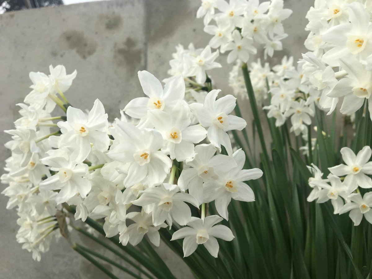 Witte primroses voor de lentebloemtuin. Foto