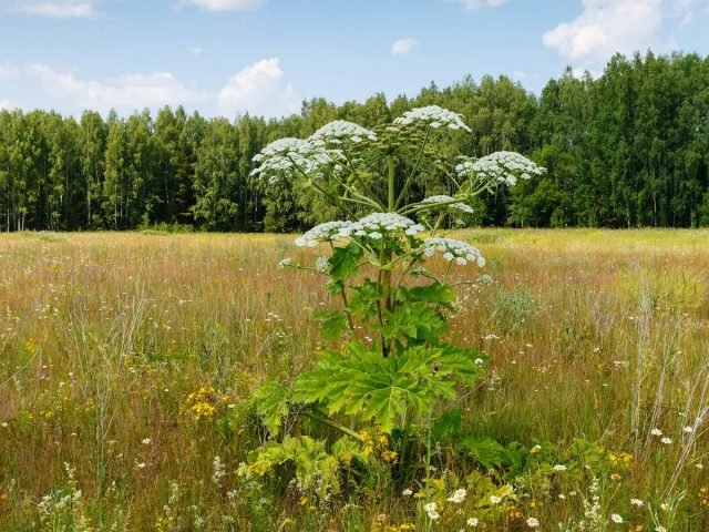 19 meest gevaarlijke invasieve plantensoorten in Rusland. Beschrijving en foto