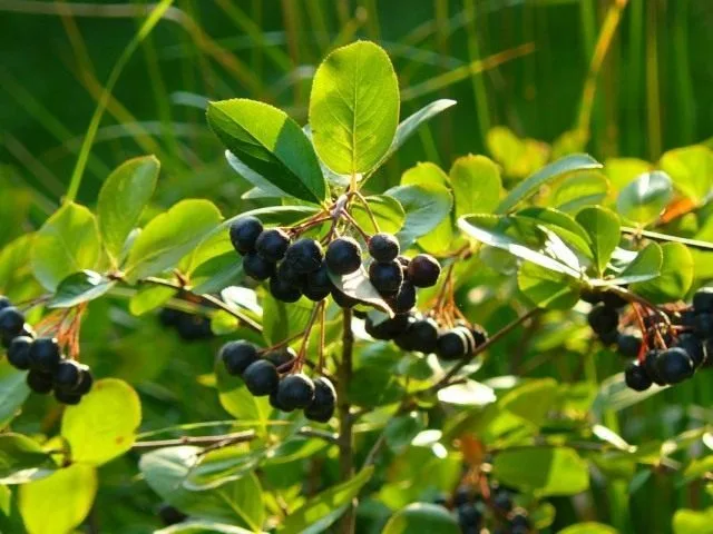 9 van de meest pretentieloze fruitgewassen. Een lijst met fruit- en bessenbomen en struiken vereist geen zorg. Foto – Pagina 8 van de 10, Kaleyard 9 van de meest pretentieloze fruitgewassen. Een lijst met fruit- en bessenbomen en struiken vereist geen zorg. Foto - Pagina 8 van de 10