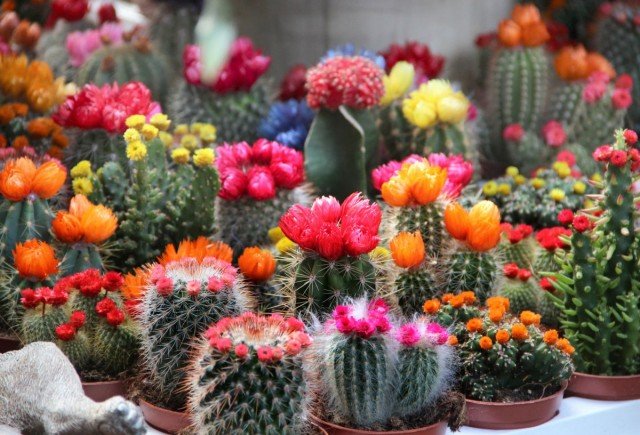 20 binnencactussen en vetplanten met ongelooflijk mooie bloei. Zorg thuis. Foto