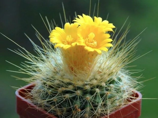 20 binnencactussen en vetplanten met ongelooflijk mooie bloei. Zorg thuis. Foto – Pagina 2 van de 5, Kaleyard 20 binnencactussen en vetplanten met ongelooflijk mooie bloei. Zorg thuis. Foto - Pagina 2 van de 5