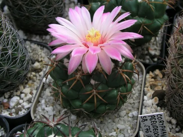 20 binnencactussen en vetplanten met ongelooflijk mooie bloei. Zorg thuis. Foto – Pagina 2 van de 5, Kaleyard 20 binnencactussen en vetplanten met ongelooflijk mooie bloei. Zorg thuis. Foto - Pagina 2 van de 5