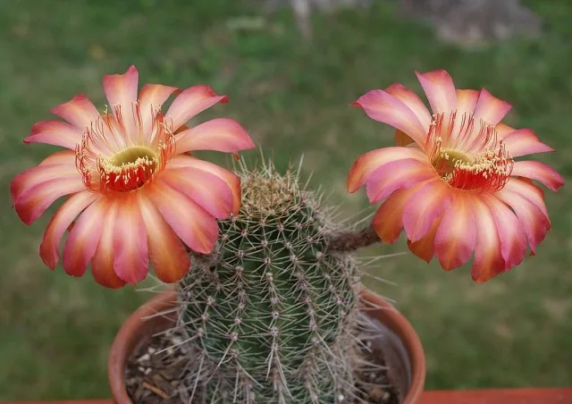 20 binnencactussen en vetplanten met ongelooflijk mooie bloei. Zorg thuis. Foto – Pagina 2 van de 5, Kaleyard 20 binnencactussen en vetplanten met ongelooflijk mooie bloei. Zorg thuis. Foto - Pagina 2 van de 5