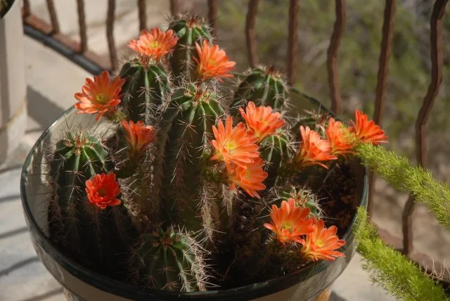 20 binnencactussen en vetplanten met ongelooflijk mooie bloei. Zorg thuis. Foto – Pagina 2 van de 5, Kaleyard 20 binnencactussen en vetplanten met ongelooflijk mooie bloei. Zorg thuis. Foto - Pagina 2 van de 5
