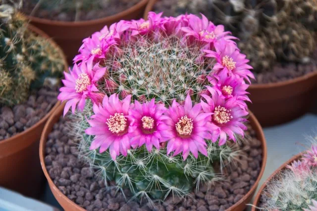 20 binnencactussen en vetplanten met ongelooflijk mooie bloei. Zorg thuis. Foto – Pagina 2 van de 5, Kaleyard 20 binnencactussen en vetplanten met ongelooflijk mooie bloei. Zorg thuis. Foto - Pagina 2 van de 5