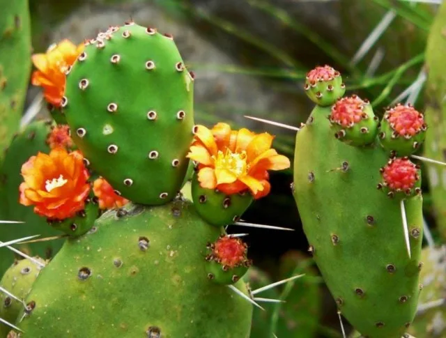 20 binnencactussen en vetplanten met ongelooflijk mooie bloei. Zorg thuis. Foto – Pagina 2 van de 5, Kaleyard 20 binnencactussen en vetplanten met ongelooflijk mooie bloei. Zorg thuis. Foto - Pagina 2 van de 5