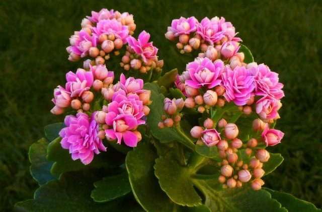 20 binnencactussen en vetplanten met ongelooflijk mooie bloei. Zorg thuis. Foto - Pagina 4 van de 5
